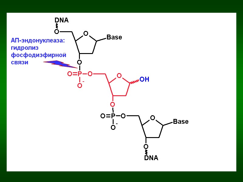 АП-эндонуклеаза: гидролиз фосфодиэфирной связи